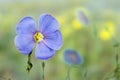 Flax flowers Royalty Free Stock Photo