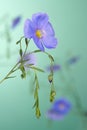 Flax flowers Royalty Free Stock Photo