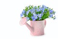 Flax flowers in a decorative watering can Isolated on white background Royalty Free Stock Photo