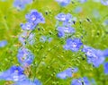Flax flowers. A field of blue flax blossoms. blue flax. blue fla Royalty Free Stock Photo