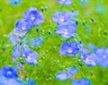 Flax flowers. A field of blue flax blossoms. blue flax. blue fla Royalty Free Stock Photo