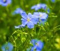 Flax flowers. A field of blue flax blossoms. blue flax. Royalty Free Stock Photo