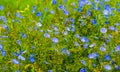 Flax flowers. A field of blue flax blossoms.