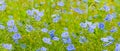 Flax flowers. A field of blue flax blossoms. Royalty Free Stock Photo