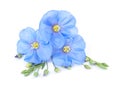 Flax flowers isolated Royalty Free Stock Photo