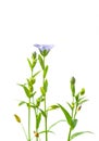 Flax flowers isolated Royalty Free Stock Photo