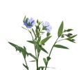 Flax flowers isolated