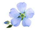 Flax flowers isolated on white background. Blue common flax, linseed or linum usitatissimum. Royalty Free Stock Photo