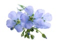 Flax flowers isolated on white background. Blue common flax, linseed or linum usitatissimum. Royalty Free Stock Photo