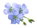 Flax flowers isolated on white background. Blue common flax, linseed or linum usitatissimum. Royalty Free Stock Photo