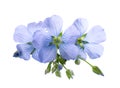 Flax flowers isolated on white background. Blue common flax, linseed or linum usitatissimum Royalty Free Stock Photo