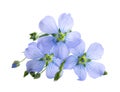 Flax flowers isolated on white background. Blue common flax, linseed or linum usitatissimum. Royalty Free Stock Photo