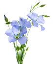 Flax flowers isolated on white background. Bouquet of blue common flax, linseed or linum usitatissimum. Royalty Free Stock Photo