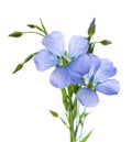 Flax flowers isolated on white background. Bouquet of blue common flax, linseed or linum usitatissimum. Royalty Free Stock Photo