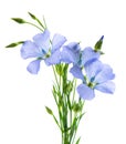 Flax flowers isolated on white background. Bouquet of blue common flax, linseed or linum usitatissimum. Royalty Free Stock Photo