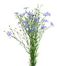 Flax flowers isolated on white background. Bouquet of blue common flax, linseed or linum usitatissimum. Royalty Free Stock Photo