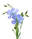 Flax flowers isolated on white background. Bouquet of blue common flax, linseed or linum usitatissimum. Royalty Free Stock Photo