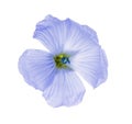 Flax flowers isolated on white background macro Royalty Free Stock Photo