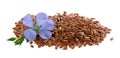 Flax flowers and linseed isolated on white background. Bouquet of blue common flax or linum usitatissimum. Royalty Free Stock Photo