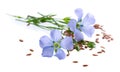 Flax flowers and linseed isolated on white background. Bouquet of blue common flax or linum usitatissimum.