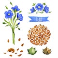 Flax, hand-painted watercolor set