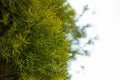 Flax-leaved Paperbark is a Melaleuca tree species with fragrant leaves