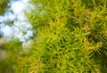 Flax-leaved Paperbark is a Melaleuca tree species with fragrant leaves