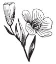 Flax, Linseed, Linaceae, Flowers, pale, petals vintage illustration