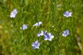 Flax or Linseed (Linum usitatissimum) Royalty Free Stock Photo