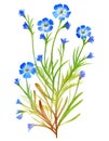 Flax (linseed) plant isolated on white background. Generative AI illustration in watercolor style