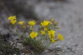 Flax Linum ucranicum yellow color, common flax, linseed