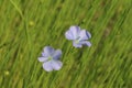 Flax (Linum usitatissimum) flower field close up Royalty Free Stock Photo