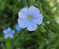 Flax Or Linum Usitatissimum In Bloom