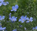 Flax Or Linum Usitatissimum