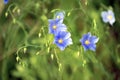 Flax Linum usitatissimum, common flax, linseed