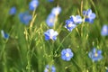 Flax Linum usitatissimum, common flax, linseed