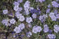 Flax Linum usitatissimum flowers, close up shot, local focus