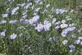 Flax Linum usitatissimum flowers, close up shot, local focus