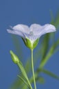 Flax (Linum usitatissimum) flowers Royalty Free Stock Photo