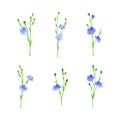 Flax, linum usitatissimum or linseed flowers set. Wild or cultivated flowering herbal plant vector illustration