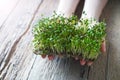 Flax microgreen sprouts in female hands