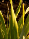 Flax in nature`s forms