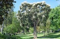 Flax Paperbark Tree Or Melaleuca Linariifolia In Laguna Woods, California.