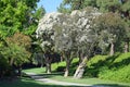 Flax Paperbark tree or Melaleuca linariifolia in Laguna Woods, California. Royalty Free Stock Photo