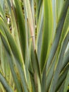 Flax (Phormium colensoi) leaves. Close up
