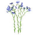 Flax plant