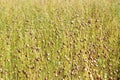 Flax plant, field in summer August. Royalty Free Stock Photo