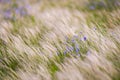 Flax plant on field in wild nature