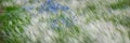 Flax plant on field in wild nature