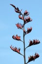 Flax plant flowering
